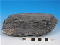 藏品(變質砂岩)的圖片