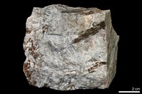 藏品(矽質片岩)的圖片