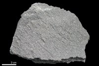 藏品(變質砂岩)的圖片