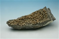 藏品(石膏)的圖片