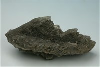 藏品(石膏)的圖片