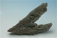 藏品(石膏)的圖片