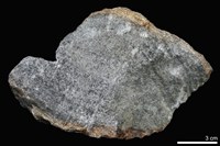 藏品(變質礫岩)的圖片