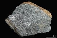 藏品(變質礫岩)的圖片