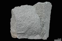 藏品(變質砂岩)的圖片