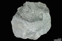 藏品(大理岩)的圖片