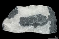 藏品(大理岩)的圖片