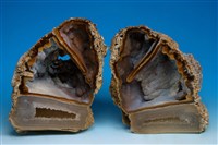 藏品(瑪瑙 )的圖片