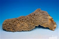 藏品(石膏 )的圖片