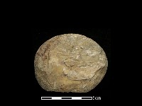 藏品(石球)的圖片