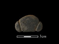 藏品(網墜)的圖片