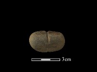 藏品(網墜)的圖片