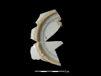 藏品(瓷盤)的圖片