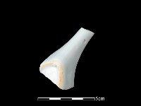 藏品(湯匙)的圖片