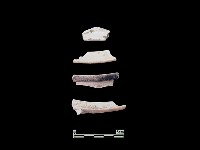 藏品(陶片)的圖片