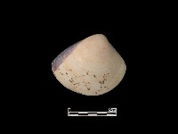 藏品(貝殼)的圖片