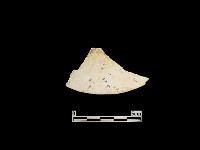 藏品(貝殼)的圖片