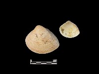 藏品(貝殼)的圖片