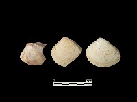 藏品(貝殼)的圖片