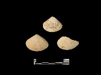 藏品(貝殼)的圖片