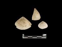 藏品(貝殼)的圖片