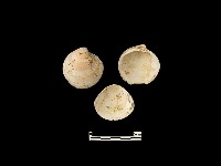 藏品(貝殼)的圖片