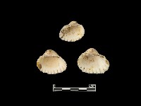 藏品(貝殼)的圖片