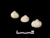 藏品(貝殼)的圖片