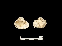 藏品(貝殼)的圖片