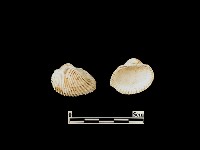 藏品(貝殼)的圖片