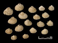 藏品(貝殼)的圖片