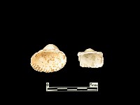 藏品(貝殼)的圖片