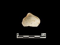 藏品(貝殼)的圖片