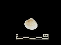 藏品(貝殼)的圖片