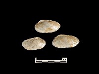 藏品(貝殼)的圖片