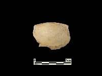 藏品(貝殼)的圖片