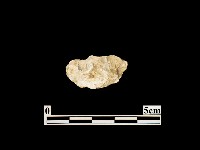 藏品(貝殼)的圖片