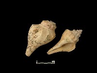 藏品(貝殼)的圖片