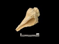 藏品(貝殼)的圖片