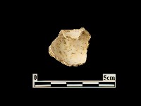 藏品(貝殼)的圖片