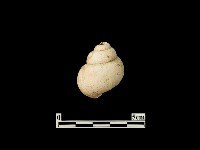 藏品(貝殼)的圖片