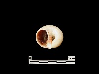 藏品(貝殼)的圖片