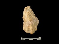 藏品(貝殼)的圖片