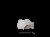 藏品(瓷杯)的圖片