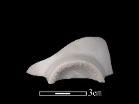 藏品(帶紋飾瓷片)的圖片