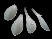 藏品(湯匙)的圖片