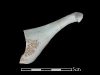 藏品(湯匙)的圖片