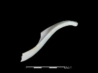 藏品(湯匙)的圖片