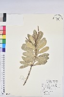 藏品(爵床)的圖片