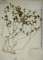 藏品(爵床)的圖片